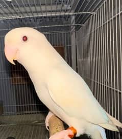 Albino Red Eyes Male breeder