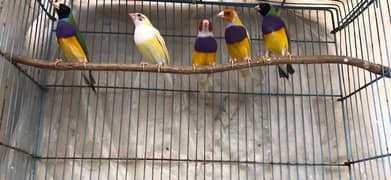 Beautiful healthy Gouldian Lutino and Common Males 0