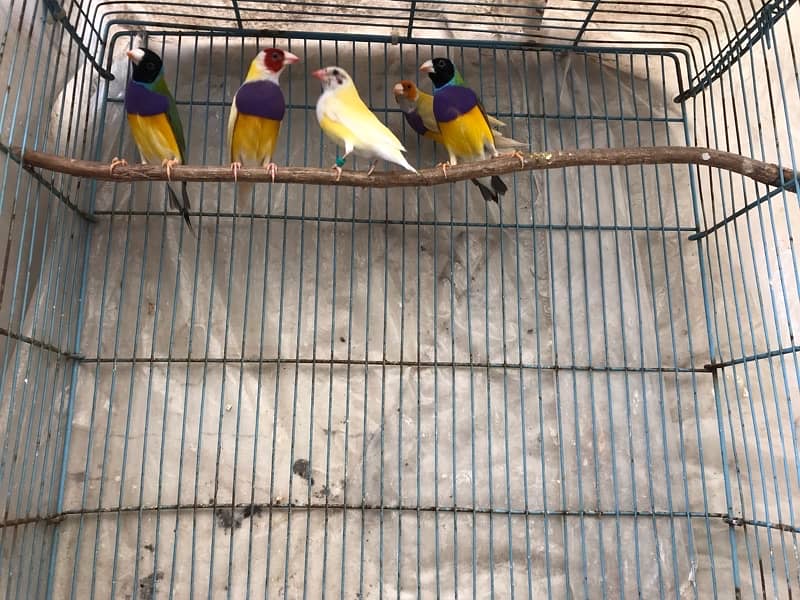 Beautiful healthy Gouldian Lutino and Common Males 1