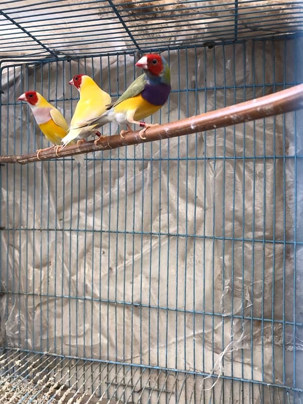 Beautiful healthy Gouldian Lutino and Common Males 2