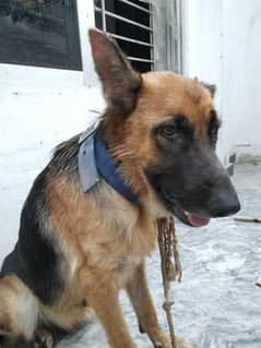 German shepherd double coated 0