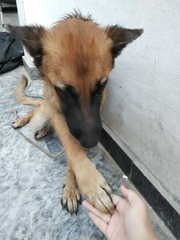 German shepherd double coated 1