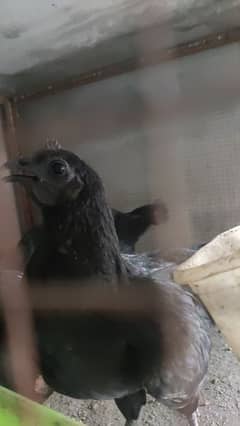 6 months ayam cemani thai dragon croos breed