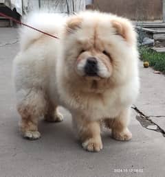 Chow chow female FcI pedigree available for booking