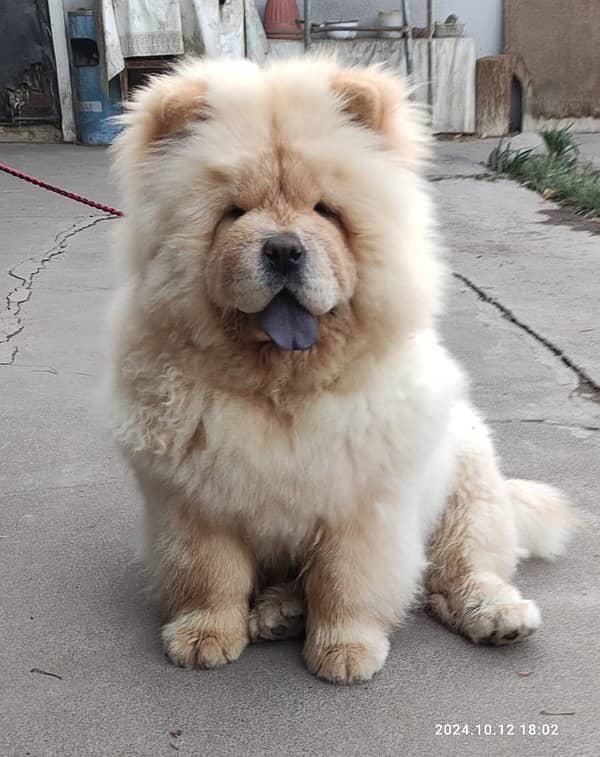 Chow chow female FcI pedigree available for booking 1