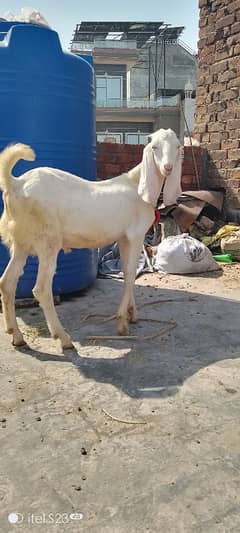 rajanpuri double hadi may Bakra urgent sale need money 03097050027