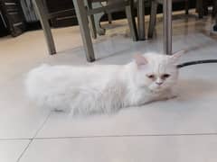 Persian Cat (ON HEAT) Semi Punch Face, Tripple Coat