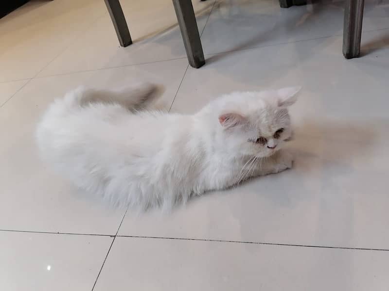 Persian Cat (ON HEAT) Semi Punch Face, Tripple Coat 1