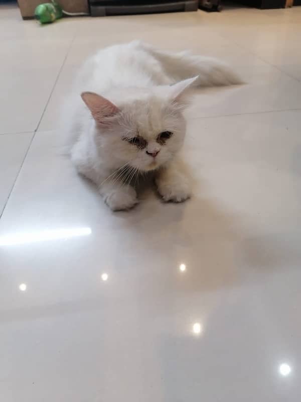 Persian Cat (ON HEAT) Semi Punch Face, Tripple Coat 2