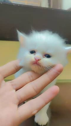 PERISAN KITTEN WHITE 5000