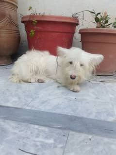 White female puppy