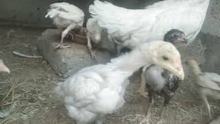 Heera And Aseel Chick Available Different Ages