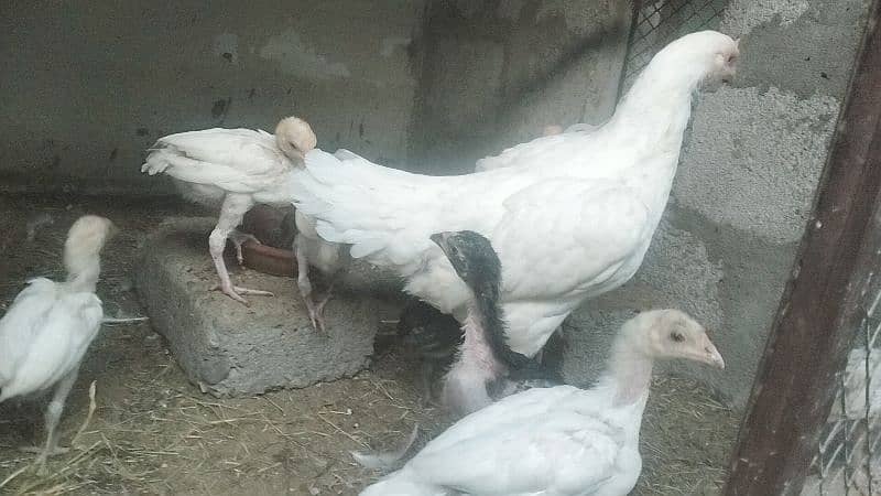 Heera And Aseel Chick Available Different Ages 2