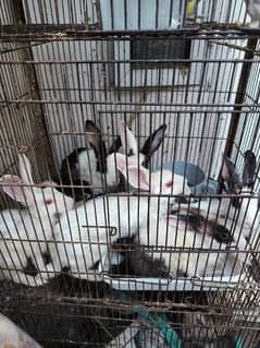 8  breeder Female Rabbits Exchange possible 03254732594