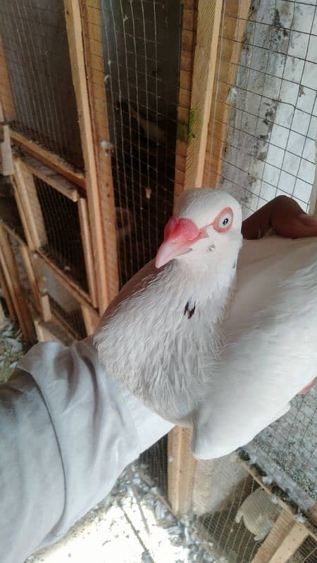 white + black danish breeder pair location Multan 2