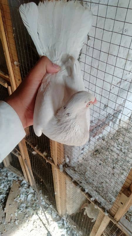 white + black danish breeder pair location Multan 3