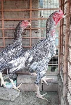 Shamo Aseel Breeder and Shamo Chicks/ Pakistani Mushka Blood line