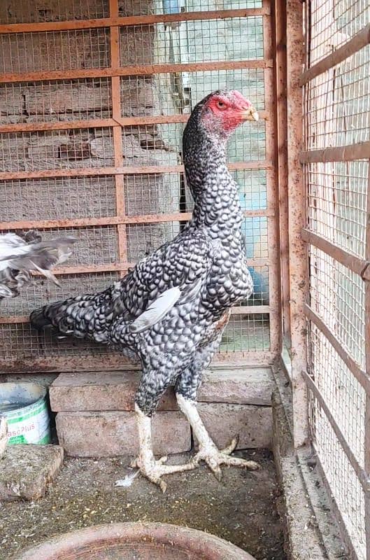 Shamo Aseel Breeder and Shamo Chicks/ Pakistani Mushka Blood line 1