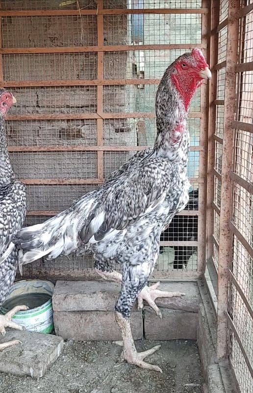 Shamo Aseel Breeder and Shamo Chicks/ Pakistani Mushka Blood line 2