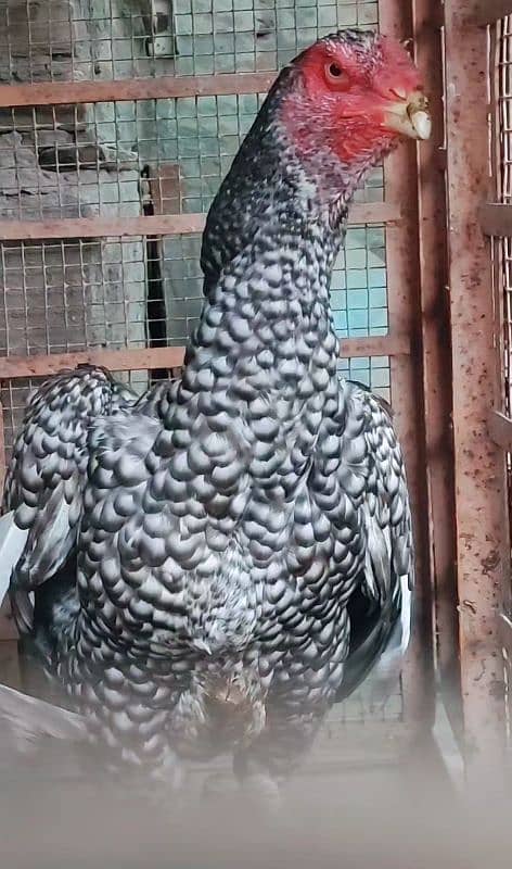 Shamo Aseel Breeder and Shamo Chicks/ Pakistani Mushka Blood line 4