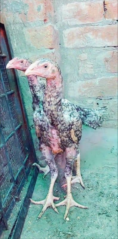 Shamo Aseel Breeder and Shamo Chicks/ Pakistani Mushka Blood line 6