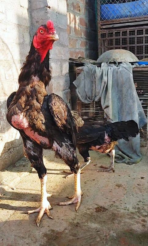 Shamo Aseel Breeder and Shamo Chicks/ Pakistani Mushka Blood line 10