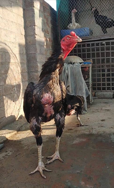 Shamo Aseel Breeder and Shamo Chicks/ Pakistani Mushka Blood line 11