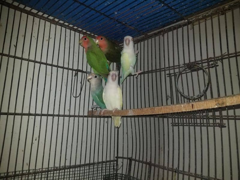 love birds and creamino breeding pairs 11