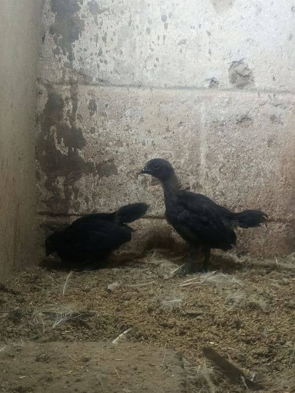 Ayam cemani gray tounge fancy hen chicks for sale 3