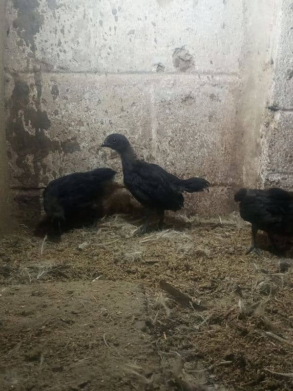 Ayam cemani gray tounge fancy hen chicks for sale 5