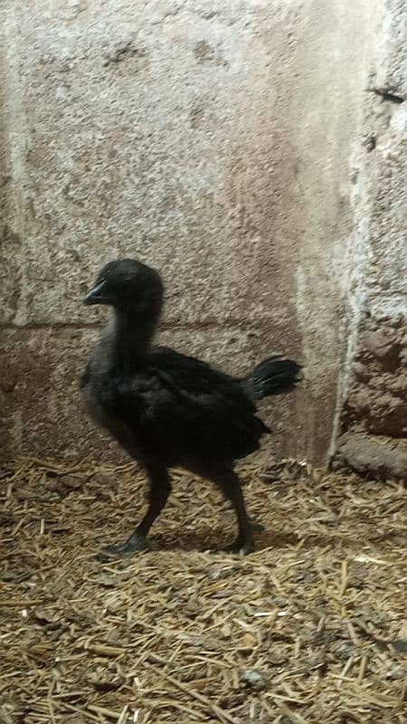 Ayam cemani gray tounge fancy hen chicks for sale 6