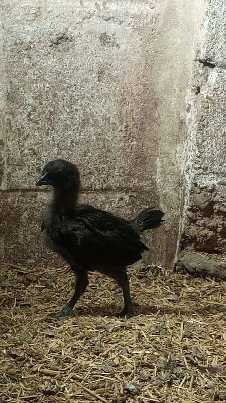 Ayam cemani gray tounge fancy hen chicks for sale 7