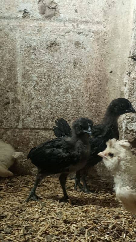 Ayam cemani gray tounge fancy hen chicks for sale 8