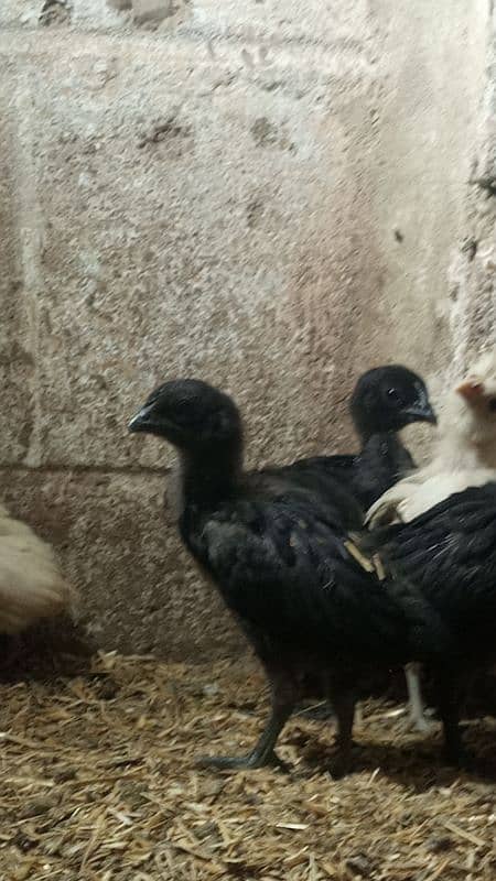 Ayam cemani gray tounge fancy hen chicks for sale 9