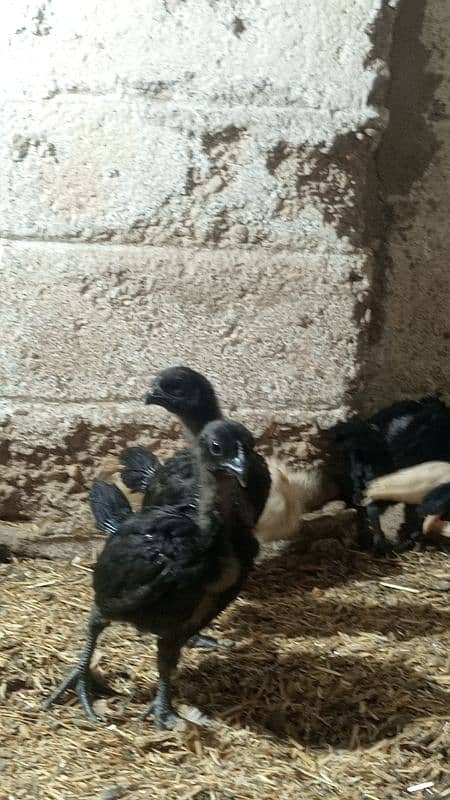 Ayam cemani gray tounge fancy hen chicks for sale 10