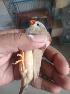 MashAllha Mutation Finch's Available Good Size . 0