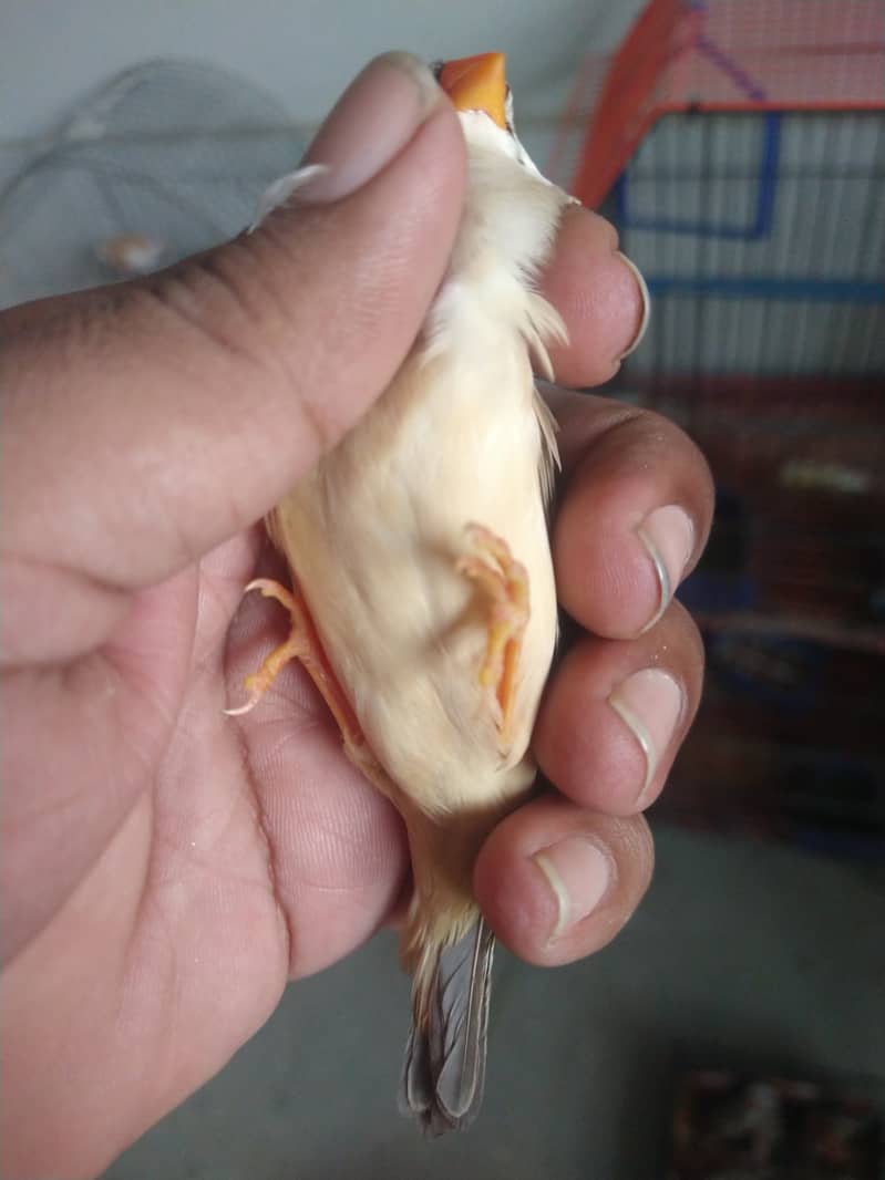 MashAllha Mutation Finch's Available Good Size . 1