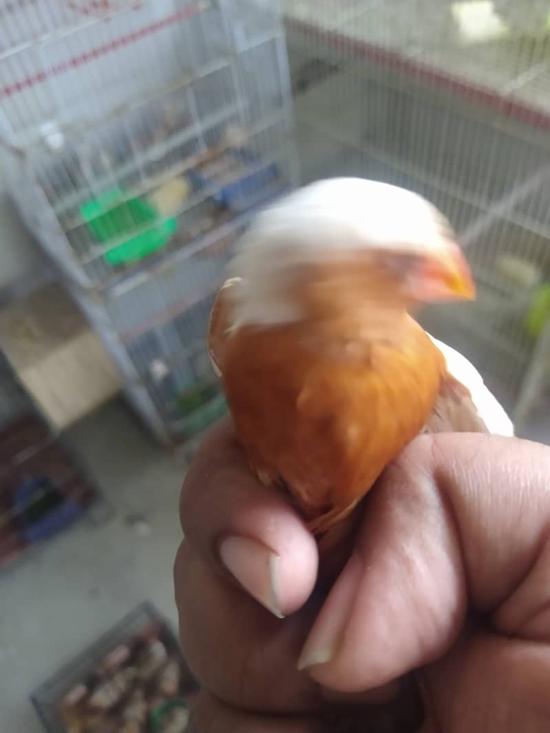 MashAllha Mutation Finch's Available Good Size . (0344.2900082) 2