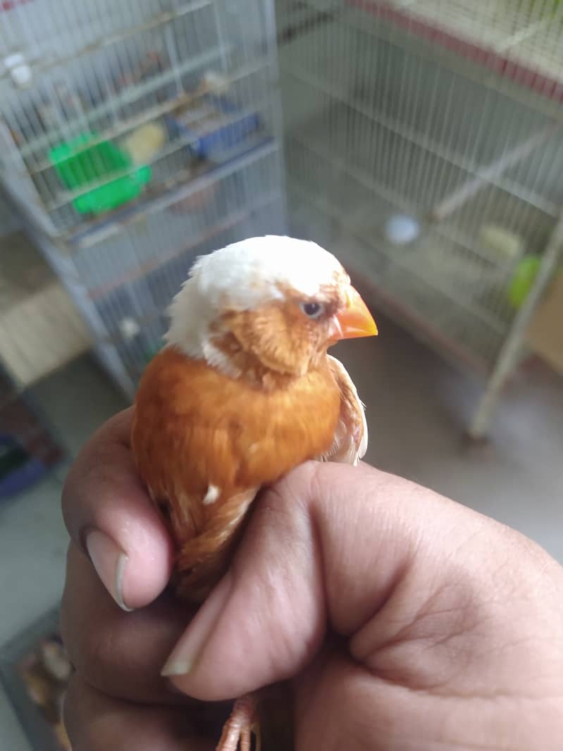 MashAllha Mutation Finch's Available Good Size . 4