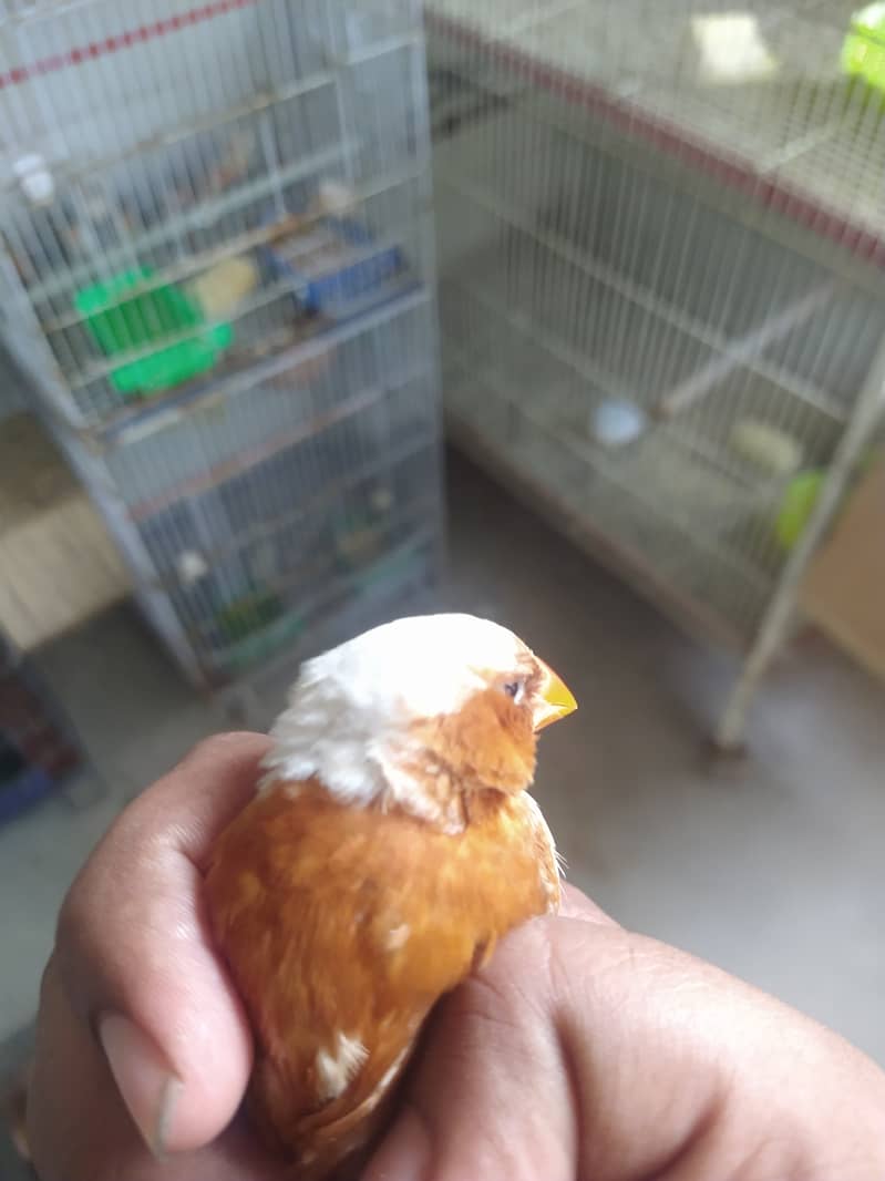 MashAllha Mutation Finch's Available Good Size . 5