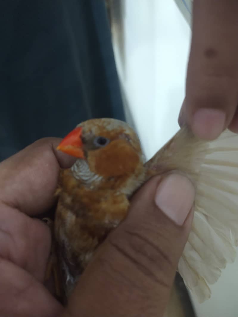 MashAllha Mutation Finch's Available Good Size . (0344.2900082) 6