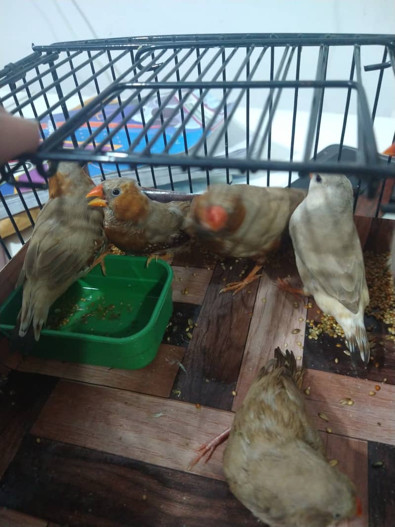 MashAllha Mutation Finch's Available Good Size . 8