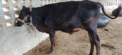 cows 03017737409