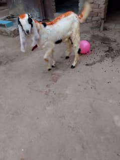 Bakra