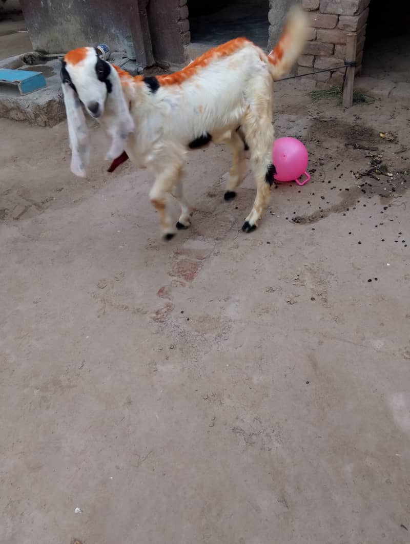 Bakra goat 0