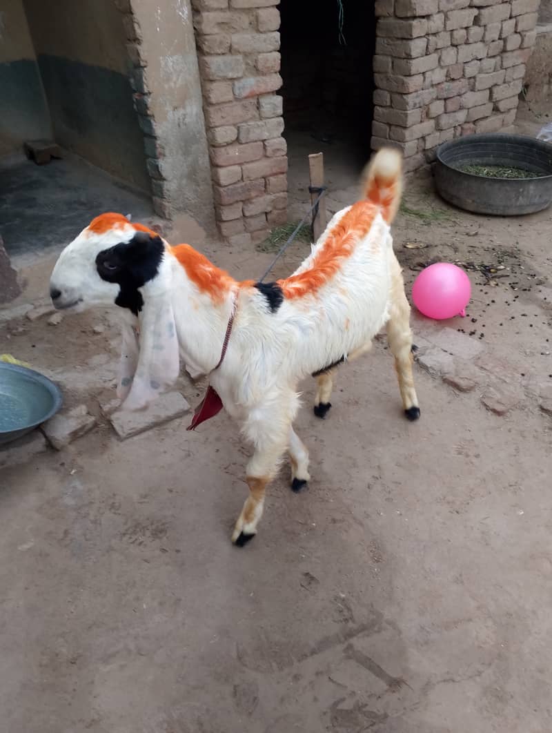 Bakra goat 1