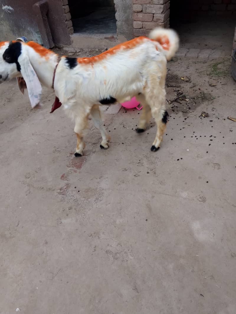 Bakra goat 2