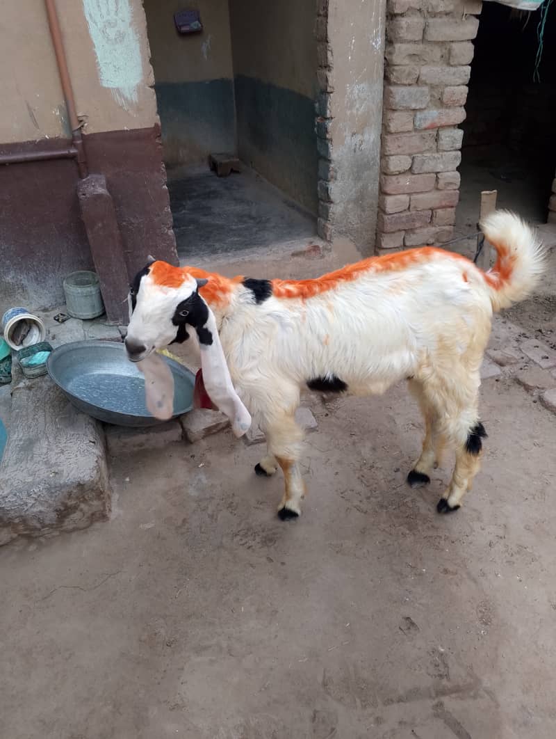 Bakra goat 3