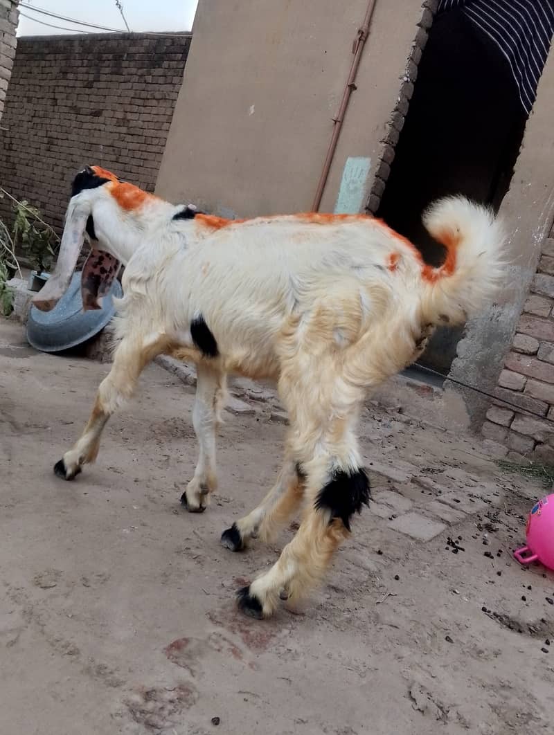 Bakra goat 5