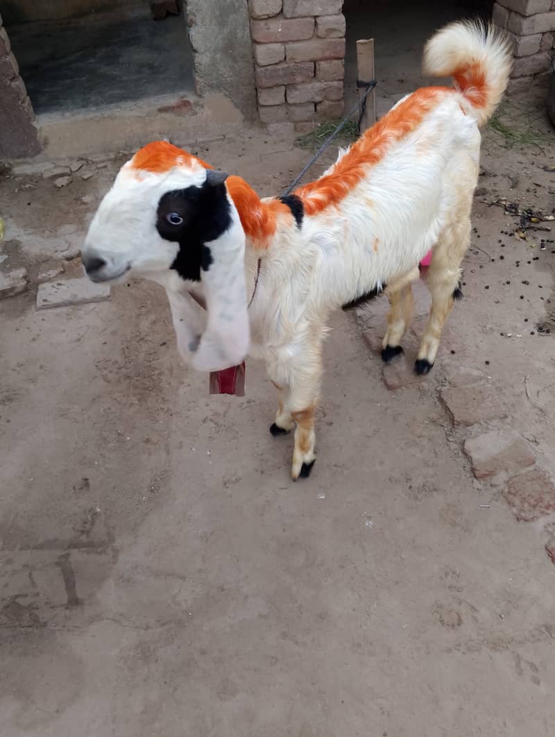 Bakra goat 6